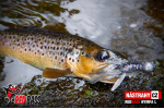 Nymfa REDBASS Nr. 1 L - 80 mm - balenie 5 ks
