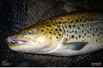 Nymfa REDBASS Nr. 1 L - 80 mm - balenie 5 ks