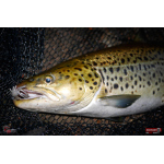 Nymfa REDBASS Nr. 1 L - 80 mm - 1 ks