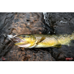 Nymfa REDBASS Nr. 1 L - 80 mm - 1 ks