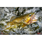 Nymfa REDBASS Nr. 1 L - 80 mm - 1 ks