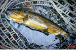 Nymfa REDBASS Nr. 1 L - 80 mm - balenie 5 ks