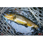 Nymfa REDBASS Nr. 1 L - 80 mm - 1 ks