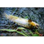 Nymfa REDBASS Nr. 1 L - 80 mm - 1 ks