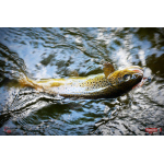 Nymfa REDBASS Nr. 1 L - 80 mm - 1 ks