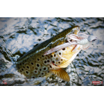 Nymfa REDBASS Nr. 1 L - 80 mm - 1 ks