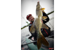 Nymfa REDBASS Nr. 1 L - 80 mm - balenie 5 ks