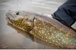 Nymfa REDBASS Nr. 1 L - 80 mm - balenie 5 ks