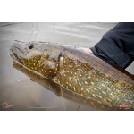 Nymfa REDBASS Nr. 1 L - 80 mm - 1 ks