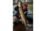 Nymfa REDBASS Nr. 1 L - 80 mm - balenie 5 ks