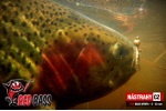 Nymfa REDBASS Nr. 1 S - 53 mm - balenie 10 ks