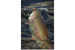 Nymfa REDBASS Nr. 1 S - 53 mm - balenie 10 ks