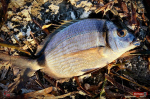 Nymfa REDBASS Nr. 1 S - 53 mm - balenie 10 ks