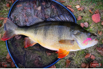 Nymfa REDBASS Nr. 1 S - 53 mm - balenie 10 ks