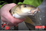 Nymfa REDBASS Nr. 1 S - 53 mm - balenie 10 ks