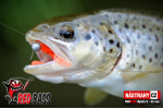 Nymfa REDBASS Nr. 1 S - 53 mm - balenie 10 ks