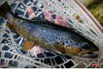 Nymfa REDBASS Nr. 1 S - 53 mm - balenie 10 ks