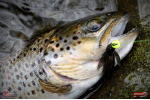 Nymfa REDBASS Nr. 1 S - 53 mm - balenie 10 ks