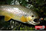 Nymfa REDBASS Nr. 1 S - 53 mm - balenie 10 ks