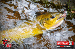 Nymfa REDBASS Nr. 1 S - 53 mm - balenie 10 ks