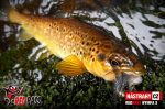Nymfa REDBASS Nr. 1 S - 53 mm - balenie 10 ks