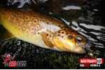 Nymfa REDBASS Nr. 1 S - 53 mm - balenie 10 ks