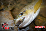 Nymfa REDBASS Nr. 1 S - 53 mm - balenie 10 ks