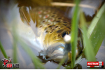 Nymfa REDBASS Nr. 1 S - 53 mm - balenie 10 ks