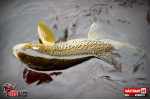 Nymfa REDBASS Nr. 1 S - 53 mm - balenie 10 ks