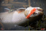 Nymfa REDBASS Nr. 1 S - 53 mm - balenie 10 ks