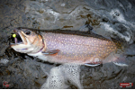 Nymfa REDBASS Nr. 1 S - 53 mm - balenie 10 ks