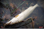 Nymfa REDBASS Nr. 1 S - 53 mm - balenie 10 ks