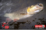 Nymfa REDBASS Nr. 1 S - 53 mm - balenie 10 ks
