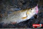 Nymfa REDBASS Nr. 1 S - 53 mm - balenie 10 ks