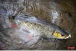Nymfa REDBASS Nr. 1 S - 53 mm - balenie 10 ks