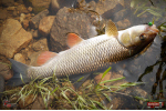 Nymfa REDBASS Nr. 1 S - 53 mm - balenie 10 ks