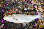 Nymfa REDBASS Nr. 1 X - 100 mm - balenie 5 ks