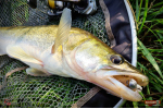 Nymfa REDBASS Nr. 1 X - 100 mm - balenie 5 ks