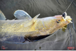 Nymfa REDBASS Nr. 1 X - 100 mm - balenie 5 ks