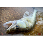 Nymfa REDBASS Nr. 1 X - 100 mm - balenie 5 ks