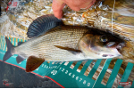 Nymfa REDBASS Nr. 1 X - 100 mm - balenie 5 ks