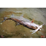 Nymfa REDBASS Nr. 1 X - 100 mm - 1 ks