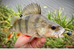 Nymfa REDBASS Nr. 1 X - 100 mm - balenie 5 ks
