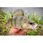 Nymfa REDBASS Nr. 1 X - 100 mm - balenie 5 ks