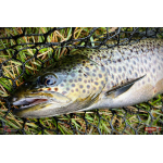 Nymfa REDBASS Nr. 1 X - 100 mm - balenie 5 ks
