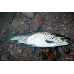 Nymfa REDBASS Nr. 1 X - 100 mm - balenie 5 ks