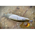 Nymfa REDBASS Nr. 1 X - 100 mm - balenie 5 ks
