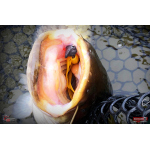 Nymfa REDBASS Nr. 1 X - 100 mm - 1 ks