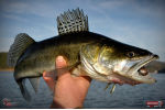 Nymfa REDBASS Nr. 1 XL - 130 mm - 1 ks