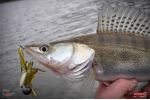 Nymfa REDBASS Nr. 1 XL - 130 mm - 1 ks